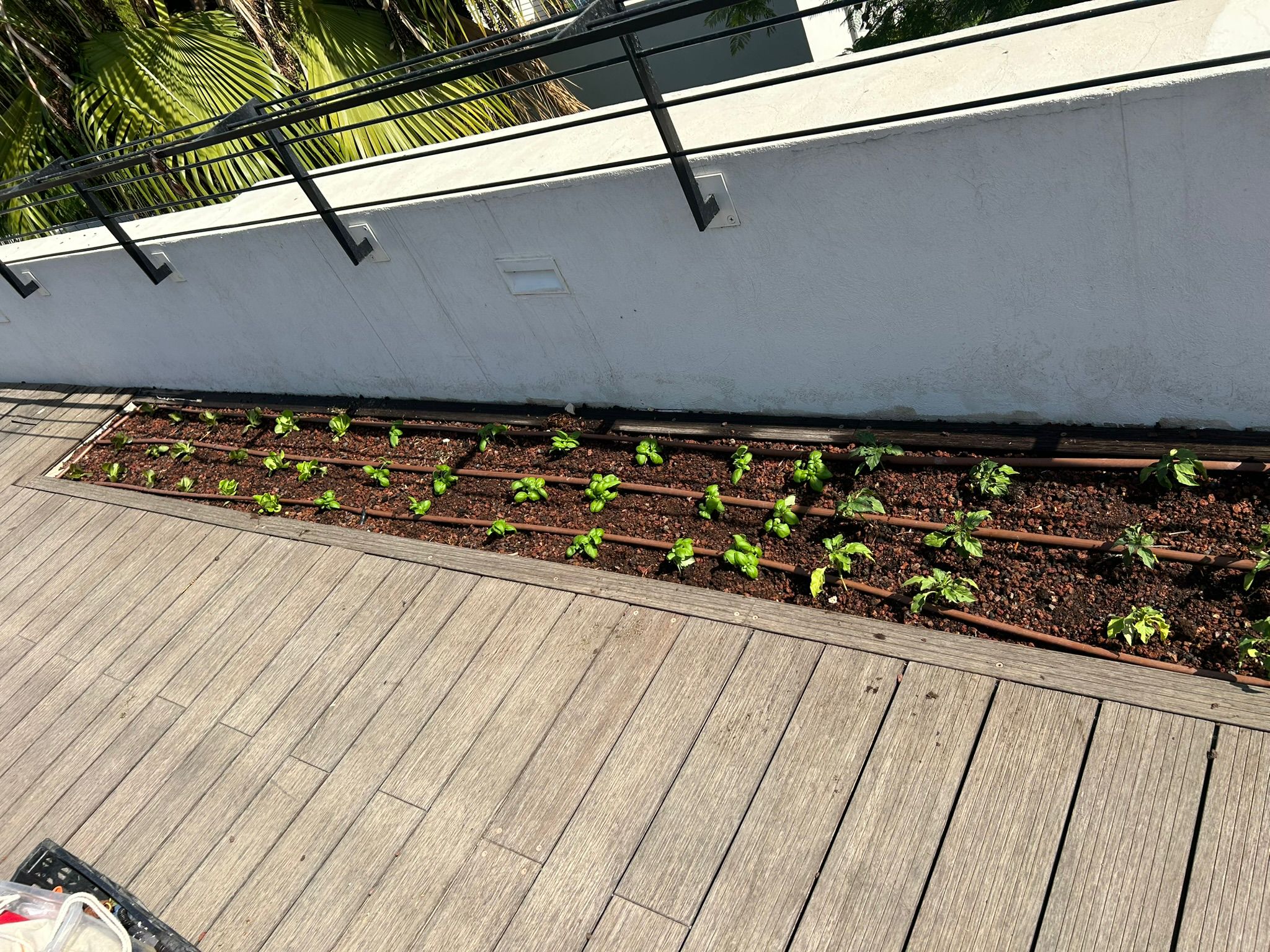 גינת ירק במרפסת